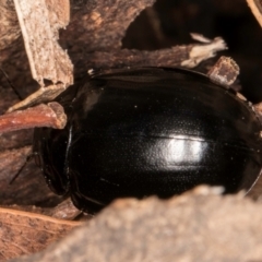 Paropsisterna nigerrima at Belconnen, ACT - 9 Jul 2024