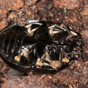 Paropsisterna nigerrima at Belconnen, ACT - 9 Jul 2024