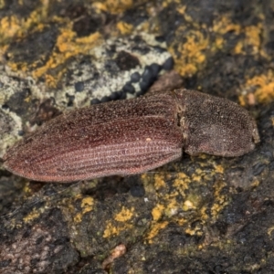 Agrypnus sp. (genus) at Belconnen, ACT - 9 Jul 2024