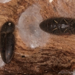 Agrypnus sp. (genus) at Belconnen, ACT - 9 Jul 2024