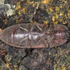 Agrypnus sp. (genus) at Belconnen, ACT - 9 Jul 2024