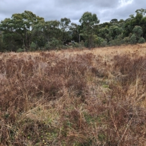 Hypericum perforatum at Farrer, ACT - 9 Jul 2024