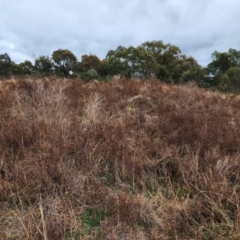 Hypericum perforatum at Farrer, ACT - 9 Jul 2024