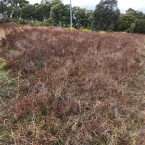 Hypericum perforatum at Farrer, ACT - 9 Jul 2024