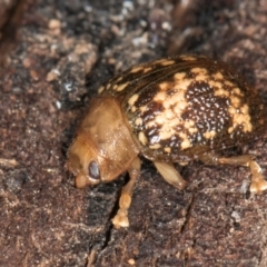 Paropsis aspera (Eucalyptus Tortoise Beetle) at Belconnen, ACT - 9 Jul 2024 by kasiaaus