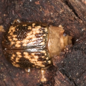 Paropsis aspera at Belconnen, ACT - 9 Jul 2024