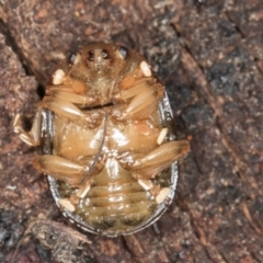 Paropsis aspera at Belconnen, ACT - 9 Jul 2024