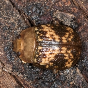 Paropsis aspera at Belconnen, ACT - 9 Jul 2024