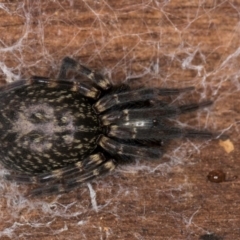 Badumna sp. (genus) (Lattice-web spider) at Belconnen, ACT - 9 Jul 2024 by kasiaaus