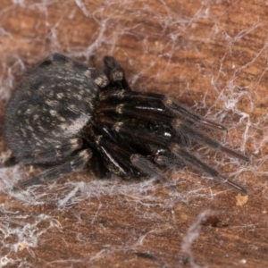 Badumna sp. (genus) at Belconnen, ACT - 9 Jul 2024