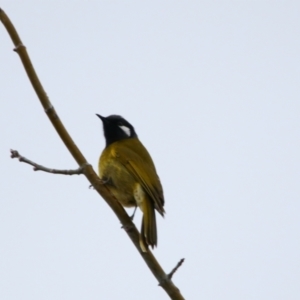 Nesoptilotis leucotis at Richardson, ACT - 9 Jul 2024