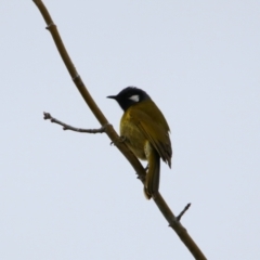 Nesoptilotis leucotis at Richardson, ACT - 9 Jul 2024 11:46 AM