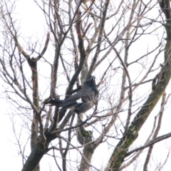 Strepera graculina (Pied Currawong) at Richardson, ACT - 9 Jul 2024 by MB