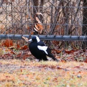 Gymnorhina tibicen at Richardson, ACT - 9 Jul 2024