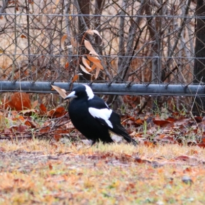 Gymnorhina tibicen (Australian Magpie) at Richardson, ACT - 8 Jul 2024 by MB