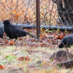 Corcorax melanorhamphos (White-winged Chough) at Richardson, ACT - 8 Jul 2024 by MB