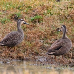 Anas superciliosa (Pacific Black Duck) at Richardson, ACT - 8 Jul 2024 by MB