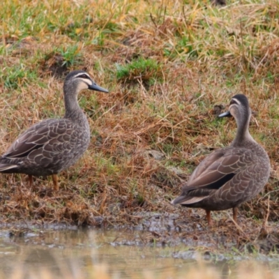 Anas superciliosa (Pacific Black Duck) at Richardson, ACT - 9 Jul 2024 by MB