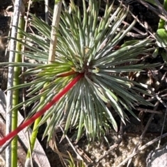Stylidium lineare (Narrow-leaved Triggerplant) at Moollattoo, NSW - 9 Jul 2024 by lbradley