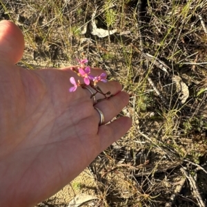 Stylidium lineare at Moollattoo, NSW - 9 Jul 2024