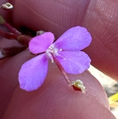 Stylidium lineare at Moollattoo, NSW - 9 Jul 2024