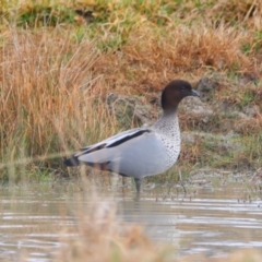 Chenonetta jubata (Australian Wood Duck) at Richardson, ACT - 8 Jul 2024 by MB