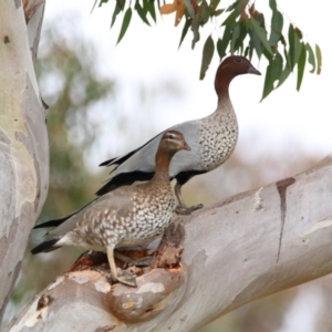 Chenonetta jubata at Richardson, ACT - 9 Jul 2024 09:12 AM