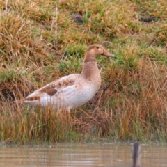 Anas platyrhynchos (Mallard (Domestic Type)) at Richardson, ACT - 8 Jul 2024 by MB