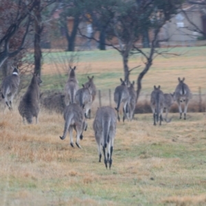 Macropus giganteus at Richardson, ACT - 9 Jul 2024