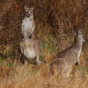 Macropus giganteus at Richardson, ACT - 9 Jul 2024