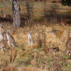 Macropus giganteus at Richardson, ACT - 9 Jul 2024