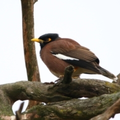 Acridotheres tristis (Common Myna) at Richardson, ACT - 8 Jul 2024 by MB