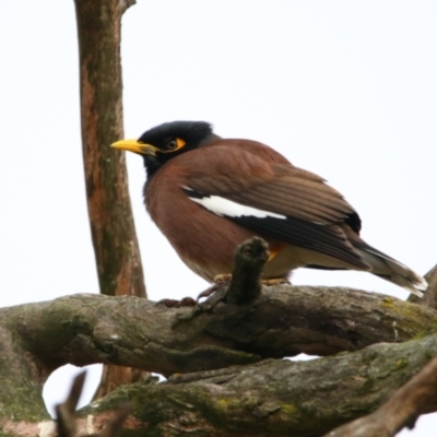 Acridotheres tristis (Common Myna) at Richardson, ACT - 9 Jul 2024 by MB