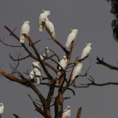 Cacatua galerita (Sulphur-crested Cockatoo) at Isabella Plains, ACT - 9 Jul 2024 by MB
