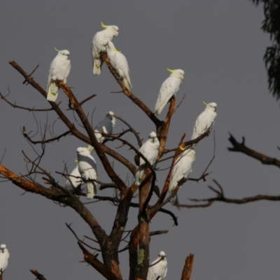 Cacatua galerita (Sulphur-crested Cockatoo) at Isabella Plains, ACT - 9 Jul 2024 by MB