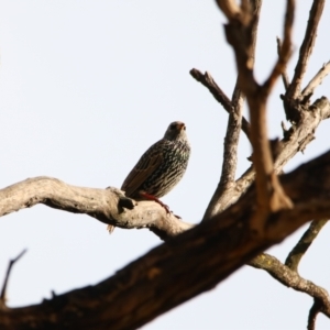 Sturnus vulgaris at Isabella Plains, ACT - 9 Jul 2024