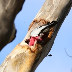 Eolophus roseicapilla at Isabella Plains, ACT - 9 Jul 2024 09:39 AM