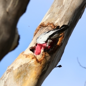 Eolophus roseicapilla at Isabella Plains, ACT - 9 Jul 2024 09:39 AM