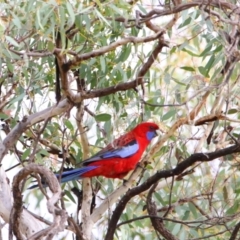 Platycercus elegans (Crimson Rosella) at Isabella Plains, ACT - 8 Jul 2024 by MB