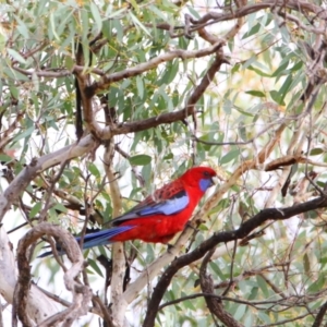 Platycercus elegans at Isabella Plains, ACT - 9 Jul 2024