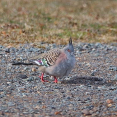 Ocyphaps lophotes (Crested Pigeon) at Richardson, ACT - 9 Jul 2024 by MB