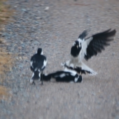 Grallina cyanoleuca (Magpie-lark) at Richardson, ACT - 9 Jul 2024 by MB