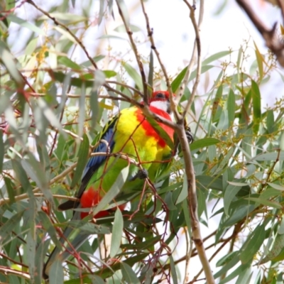 Platycercus eximius (Eastern Rosella) at Richardson, ACT - 9 Jul 2024 by MB