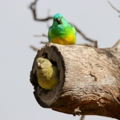 Psephotus haematonotus (Red-rumped Parrot) at Richardson, ACT - 8 Jul 2024 by MB