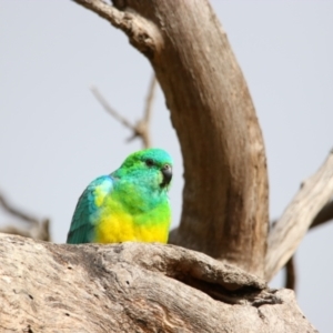 Psephotus haematonotus at Richardson, ACT - 9 Jul 2024