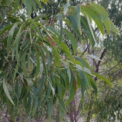 Acacia implexa (Hickory Wattle, Lightwood) at Fadden, ACT - 9 Jul 2024 by LPadg