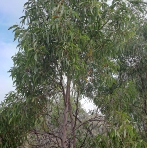 Acacia implexa at Fadden, ACT - 9 Jul 2024