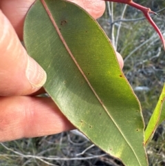 Corymbia gummifera (Red Bloodwood) at Moollattoo, NSW - 9 Jul 2024 by lbradley