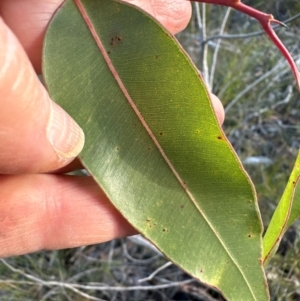 Corymbia gummifera at Moollattoo, NSW - 9 Jul 2024 03:18 PM