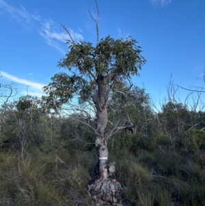 Corymbia gummifera at Moollattoo, NSW - 9 Jul 2024